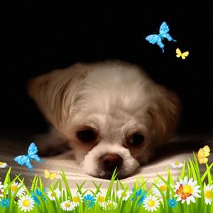 Meet your Posher, Rose